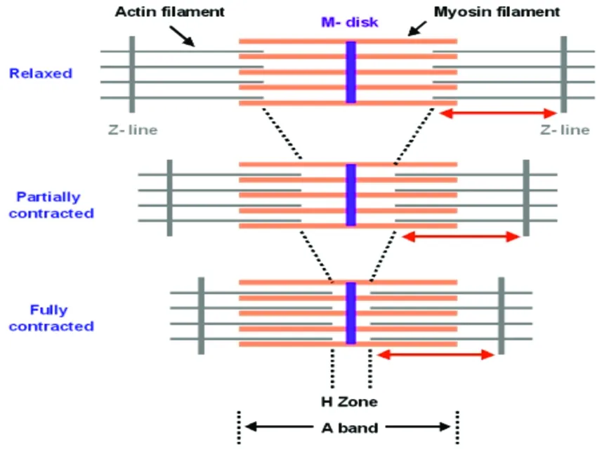 Sliding filament model